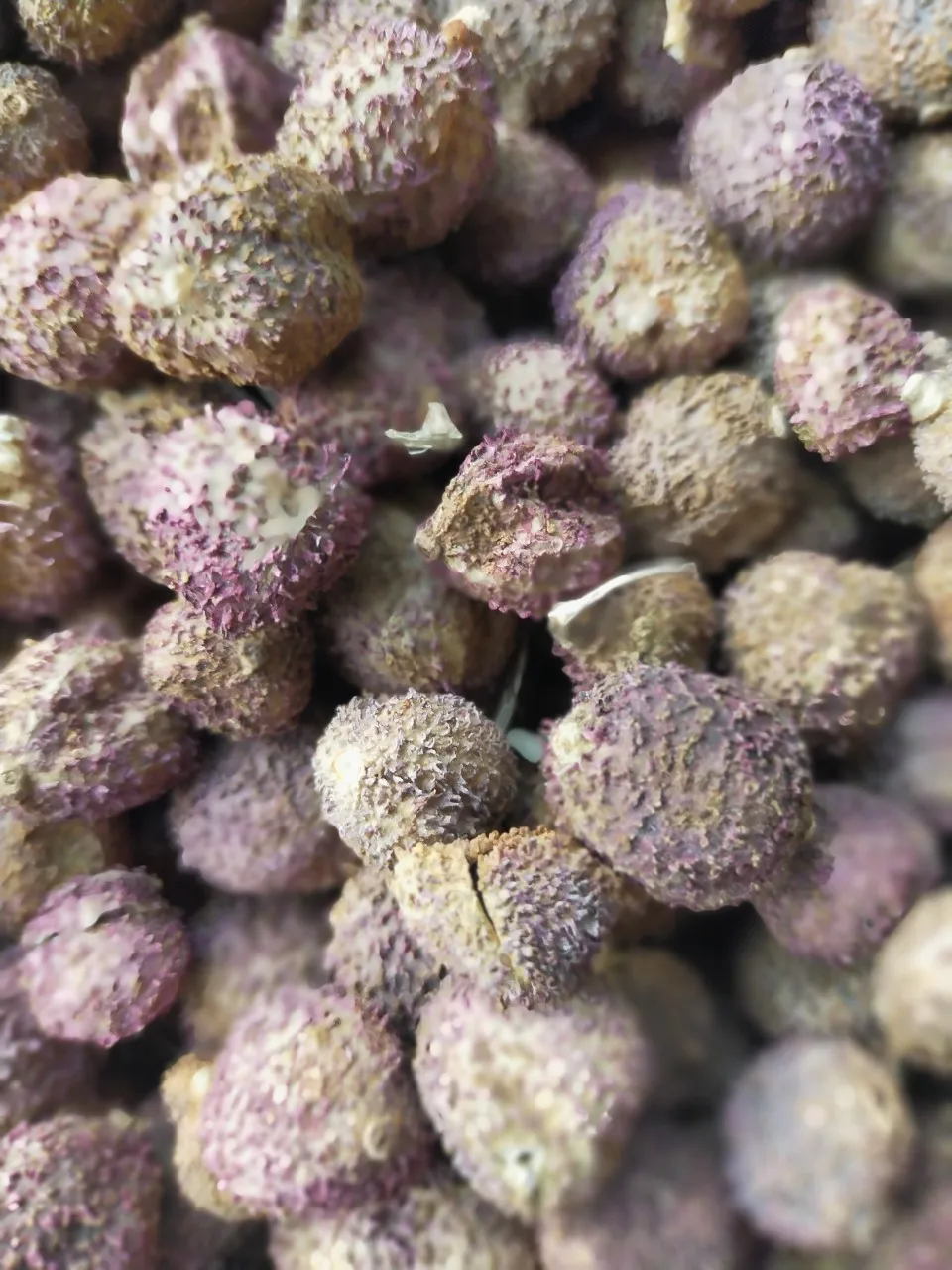 False Cardamom/ Organic Cardamom Seed/ Fructus Amomi From Vietnam