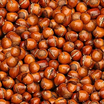 Каштановый каштан высокого качества