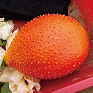 Surpass Fish Oleum Abundant Protease Gac Fruit