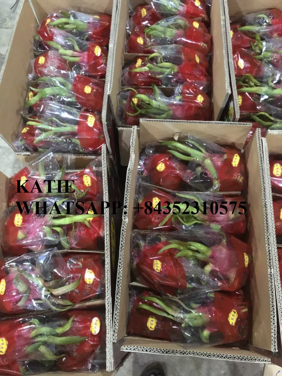 BEST PRICE OF WHITE / RED FRESH DRAGON FRUIT SUPPLIER / KATIE N +84352310575