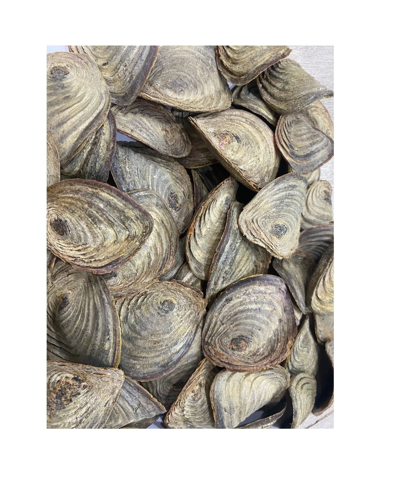 Factory Complete Production Line Special Custom Conch Operculum Shell