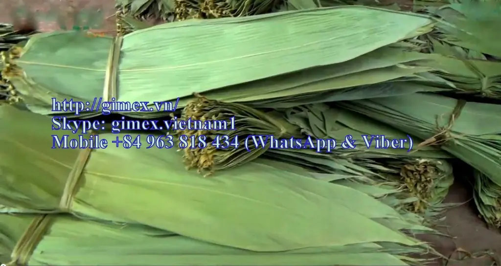 fresh and dry big size bamboo leaves for export CALL +84984418844