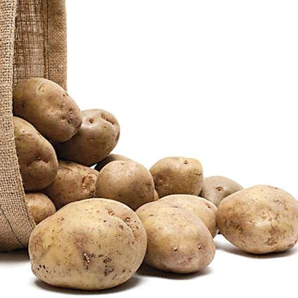 
New harvest fresh potato with export potato supplier 