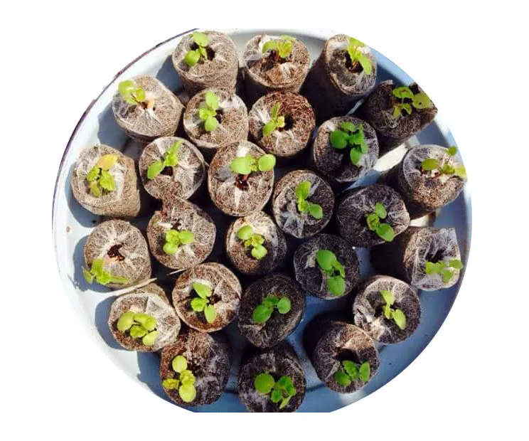 Coir торфяной кирпич для сельского хозяйства гидропонная посадка Органическая прессованная Коко многопролетная сельскохозяйственная зеленая лучшего урожая