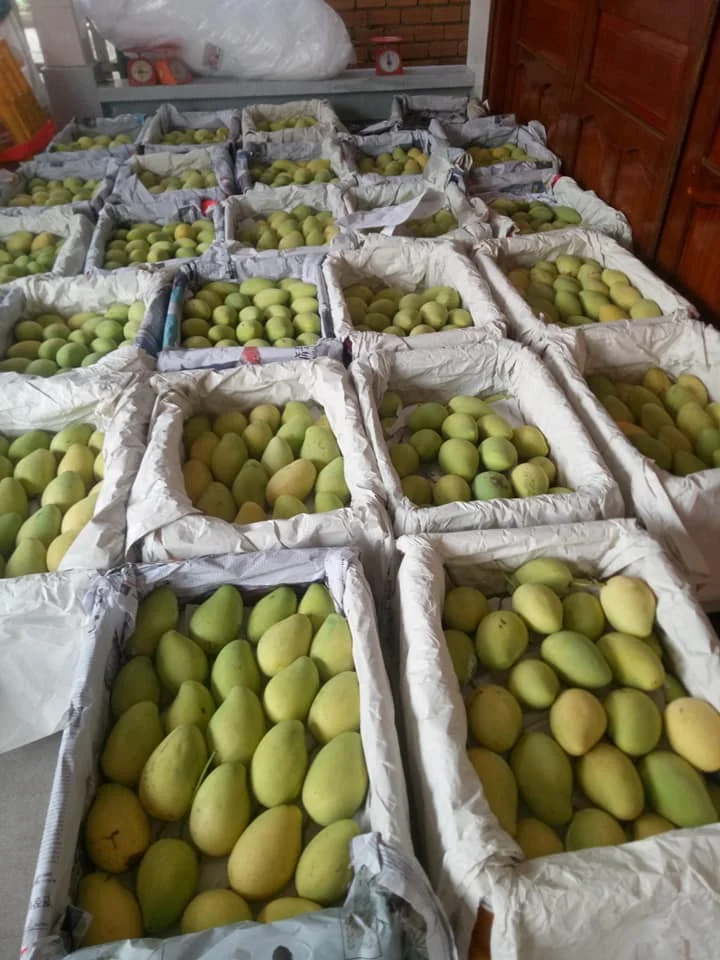 Свежие мангопремиевые качественные манго 100% свежие фрукты-Whatsap 0084 989 322 607