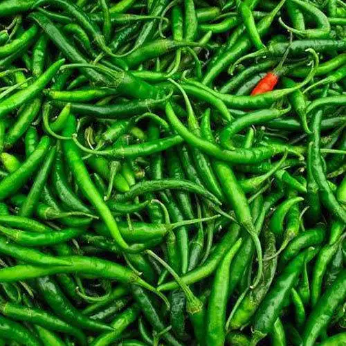Fresh Green Chilli Wholesale Top Grade Fresh Green Chili Exporters Fresh Green chilli Seller From India .