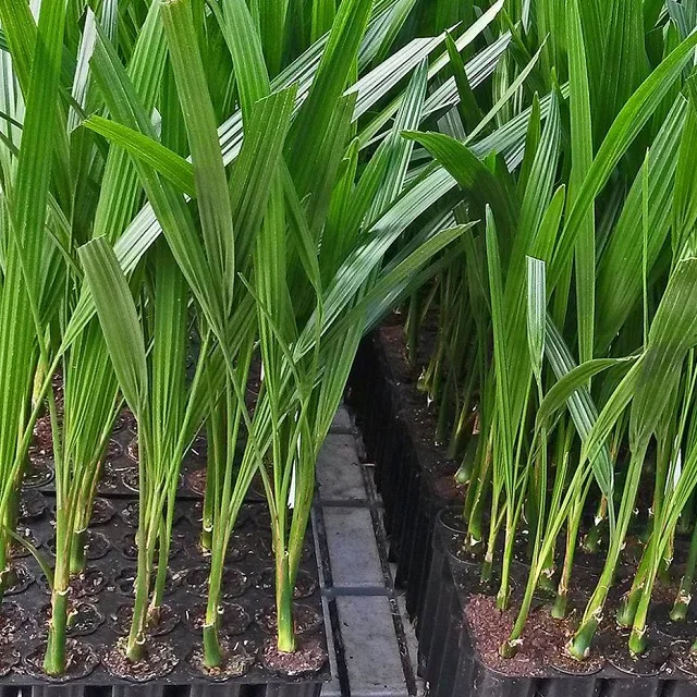 Tissue Culture of the Date palm Seedlings