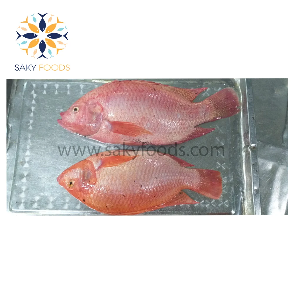 Frozen Red Meat Tilapia Fish With Good Price