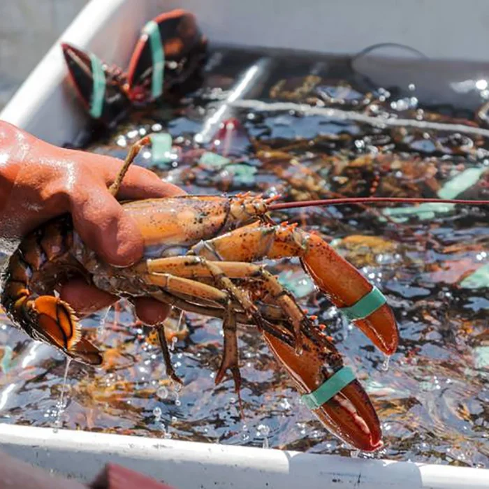 Hot Sale Frozen Lobster Tails at Cheap Prices