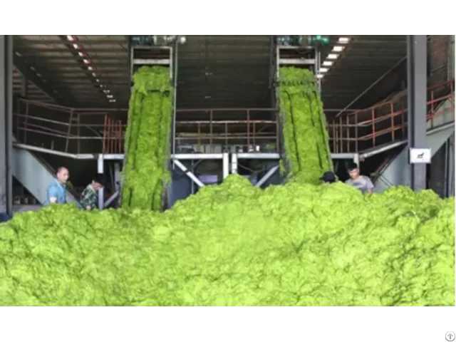 Bulk Organic Green Seaweed for Livestock Feed Sea cabbage/Hana +84 901 006 904