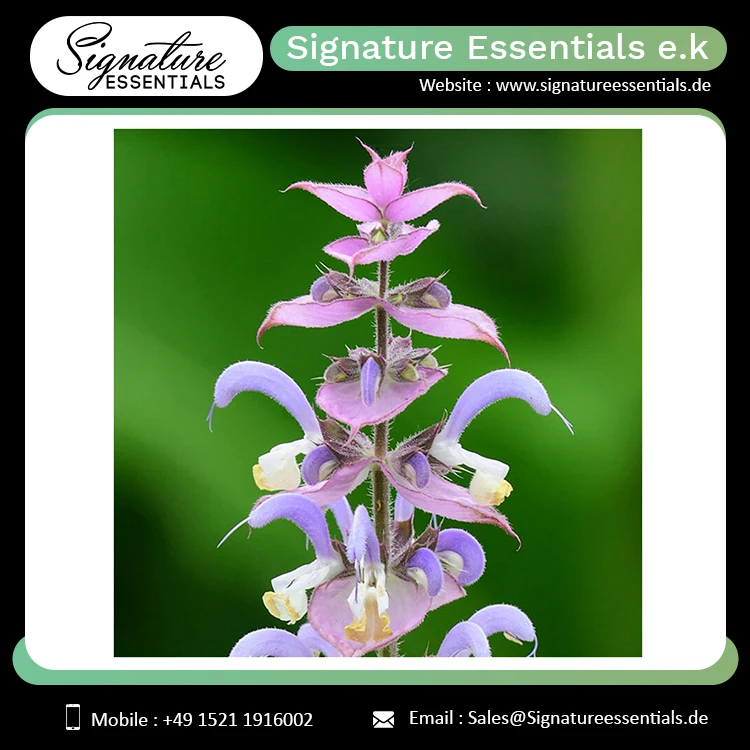 Premium Quality Manufacturer of Organic Skin Care Body Relaxing Hair Growth Clary Sage Essential Oil Russia