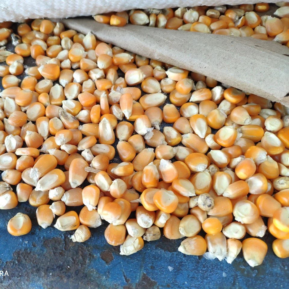 Yellow Corn/Maize Best Price 2021 Wholesale Fit for Human Consumption and Animal Feed, yellow maize