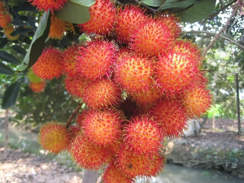Свежие фрукты Rambutan, растущие во Вьетнаме, 100% Натуральные Сладкие тропические фрукты 0084359443043