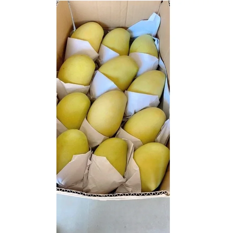 
Best Price Rich in Vitamins 10 -15 cm Per Piece Organic Fresh Mango With Color Green of Purple 