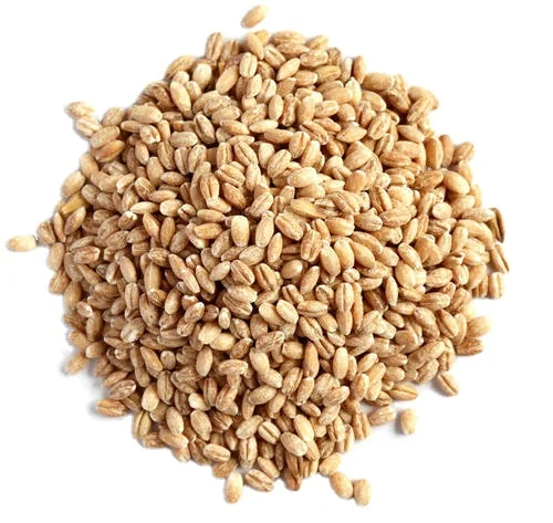 Кормовой ячмень для продажи Премиум-Качества 25/35 кг в пакетах или оптом