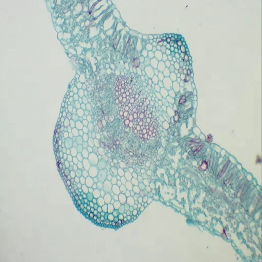 Botany Microscope Slides for Microscope (100pcs) Prepared Educational Prepared Slides Biology Science Education