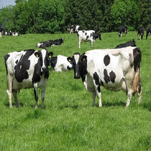 
Pregnant Dutch Holstein Heifers/Holstein heifers / Friesian cattle , Aberdeen Angus Fattening Beef Available for export 