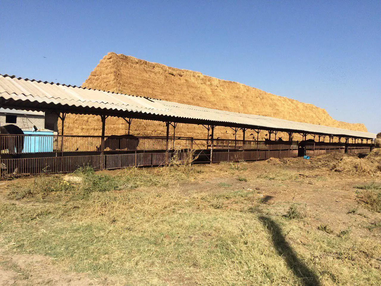 Замороженное мясо высокое качество Казахстан оптовая продажа Органическая натуральная замороженная говядина Халяль стейк