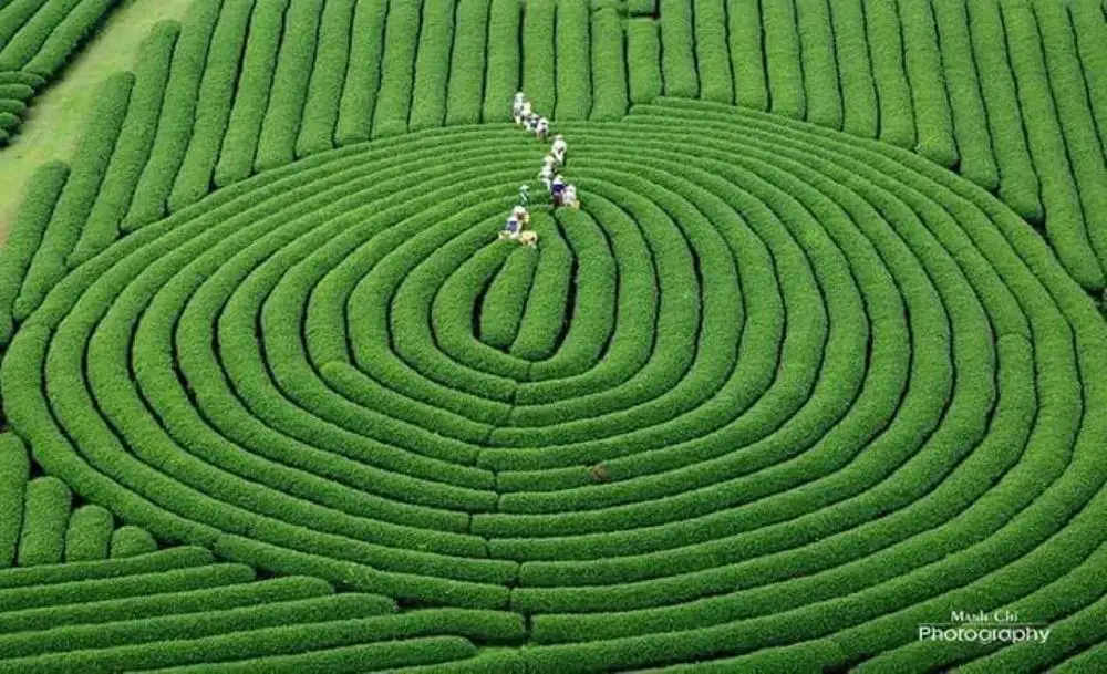 Vietnam OP green tea good price for sale  green tea new crop 2022