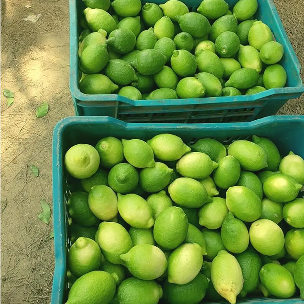 Fresh Organic Lemon For Sale | First Grade Egyptian Lime and Lemon