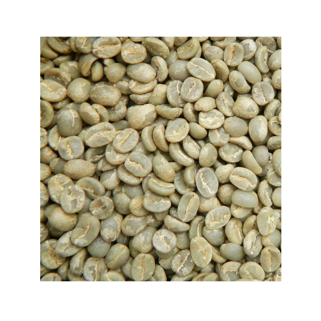 Hot selling coffee beans green green speciality coffee beans energy drink coffee scrub