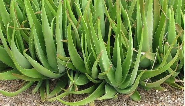 Новый Урожай 100% натурального высококачественного алоэ вера