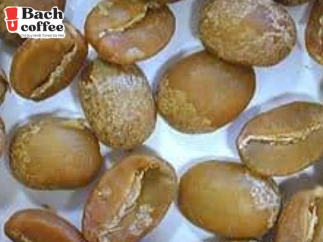 Distributor White Coffee Ground Coffee / 100 % Catimor Coffee  Beans  Extremely Lightly Roasted/ Low Acidity/ Small Batches