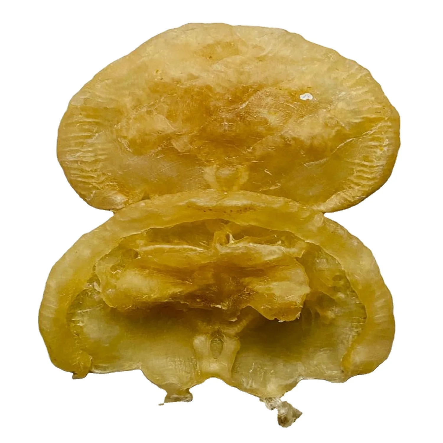 Premium Quality Cat Fish Maw Wholesale Organic Catfish Maw Big Size 50-250gm Dried Fish Maw in Bulk From Bangladesh