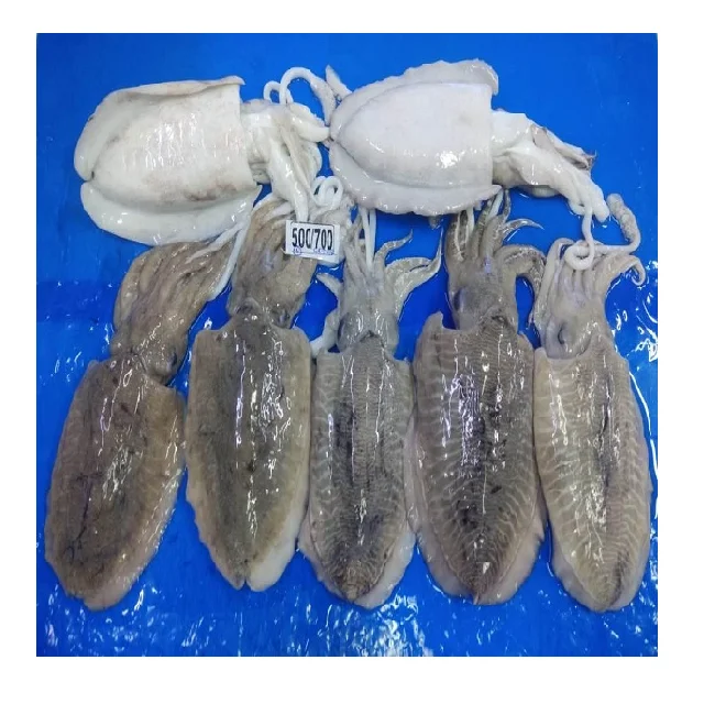 Frozen Cuttlefish whole block frozen from India