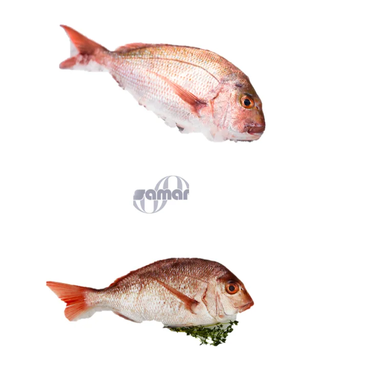 Frozen Whole Tai Snapper Fresh Fish Natural Top a Grade Bulk,box Packaging with 24 Months Shelf Life 10 Kg Ice Preserved from JP