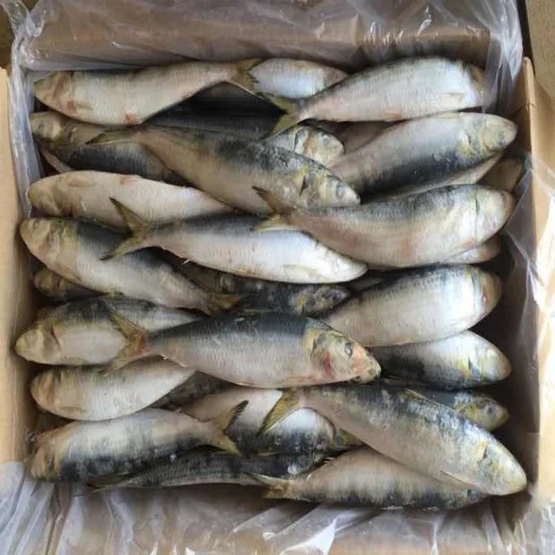 Frozen Sardine Fish High Quality Hot Selling Whole Round Herring Sardine Fish Fillet All Types Bqf Iqf Sardinops Melanostictus
