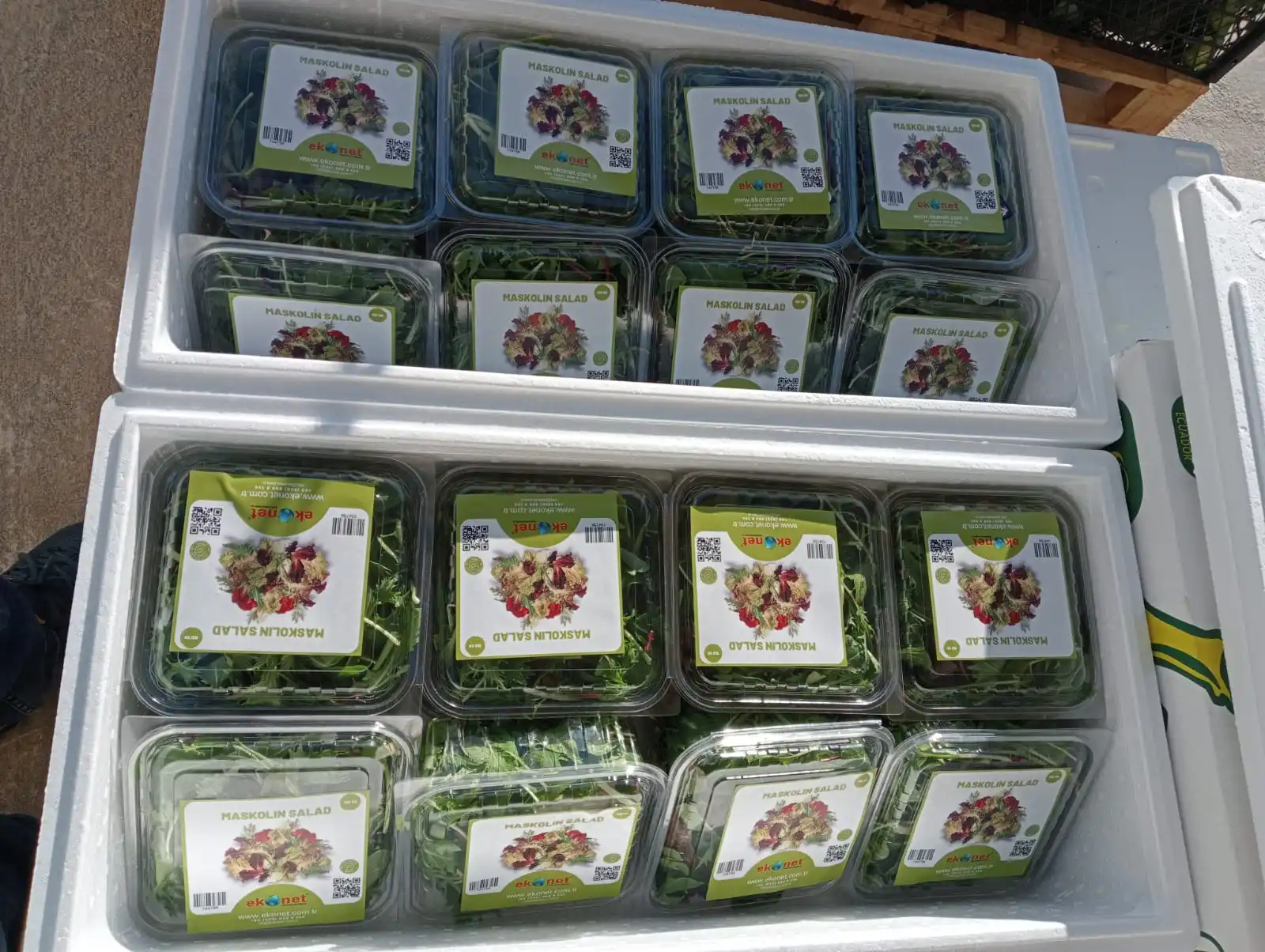 Fresh Basil Bulk High Quality from Turkey Wholesale Green Color Flat Leaf 2022