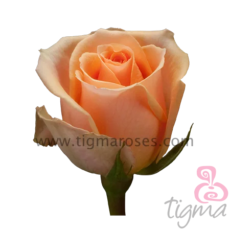 Эквадорская Роза VERSILIA свежий натуральный цветок длинный стебель вырезанная Роза для оптовой продажи и свадьбы от Tigma