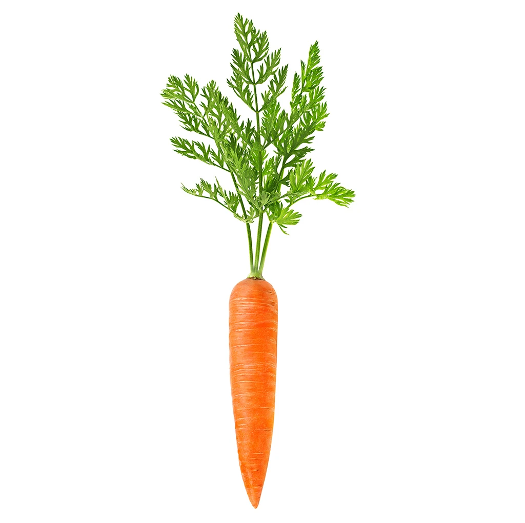 Organic Best Seller Carrot Fresh Good Cheap Exporting in Vietnam/Andrew AA +84 353991115
