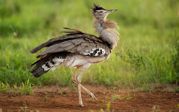 3 DAY MOMBASA TSAVO EAST AND SALTLICK SAFARI