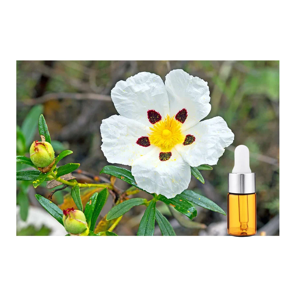 Best and Effective Wound healing essential oil cistus essential oil Manufacture from India