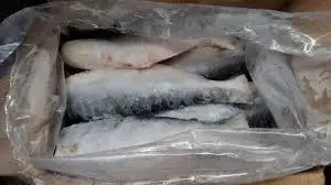 Специальные морепродукты-свежие рыбы баса без головы замороженные-pangasius Замороженные лучшее качество/праздник 84 845639639