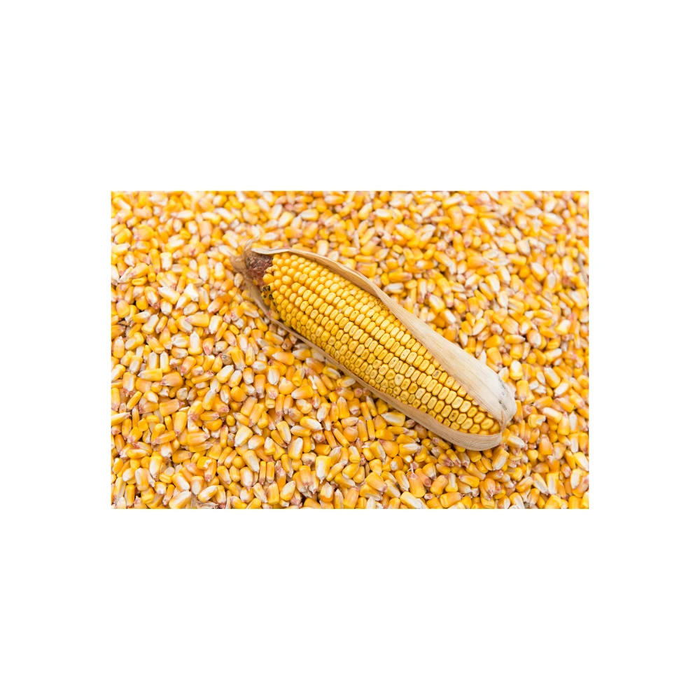 Yellow corn dried in bulk from Russia for human comsumption and animal feed
