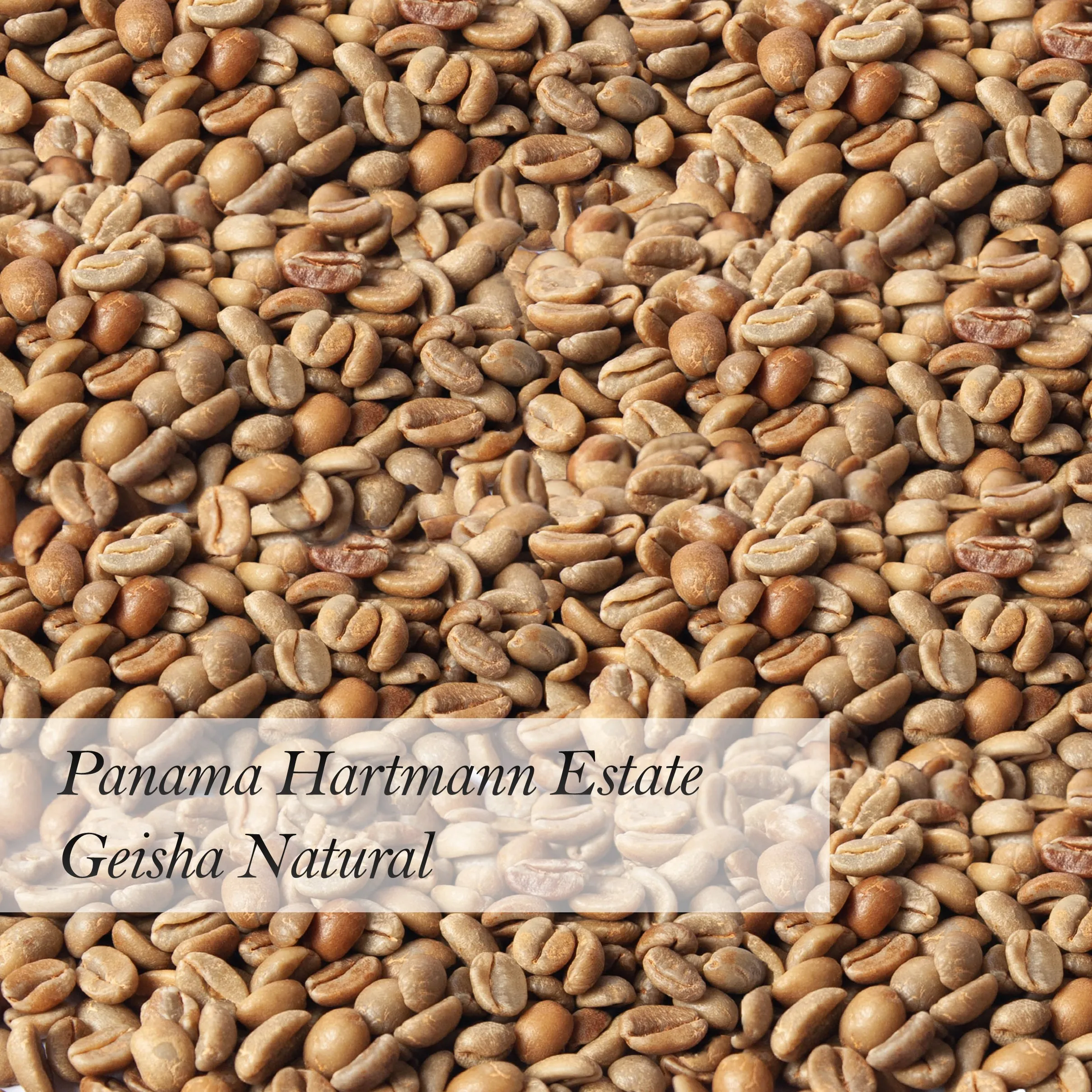 Panama Hartmann Estate Geisha Natural Wholesale Specialty Green Coffee Beans Raw Coffee Beans