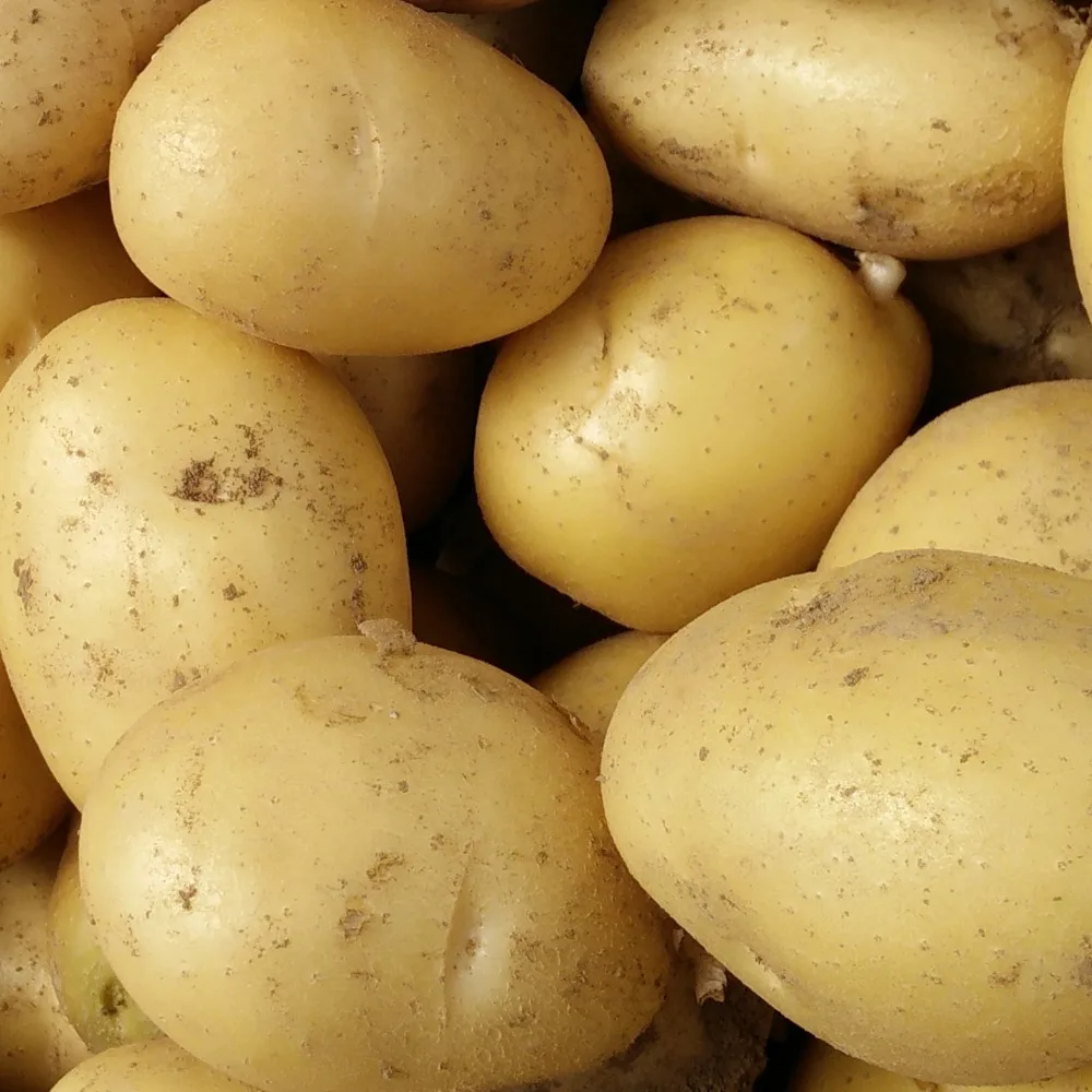 Large fresh holland