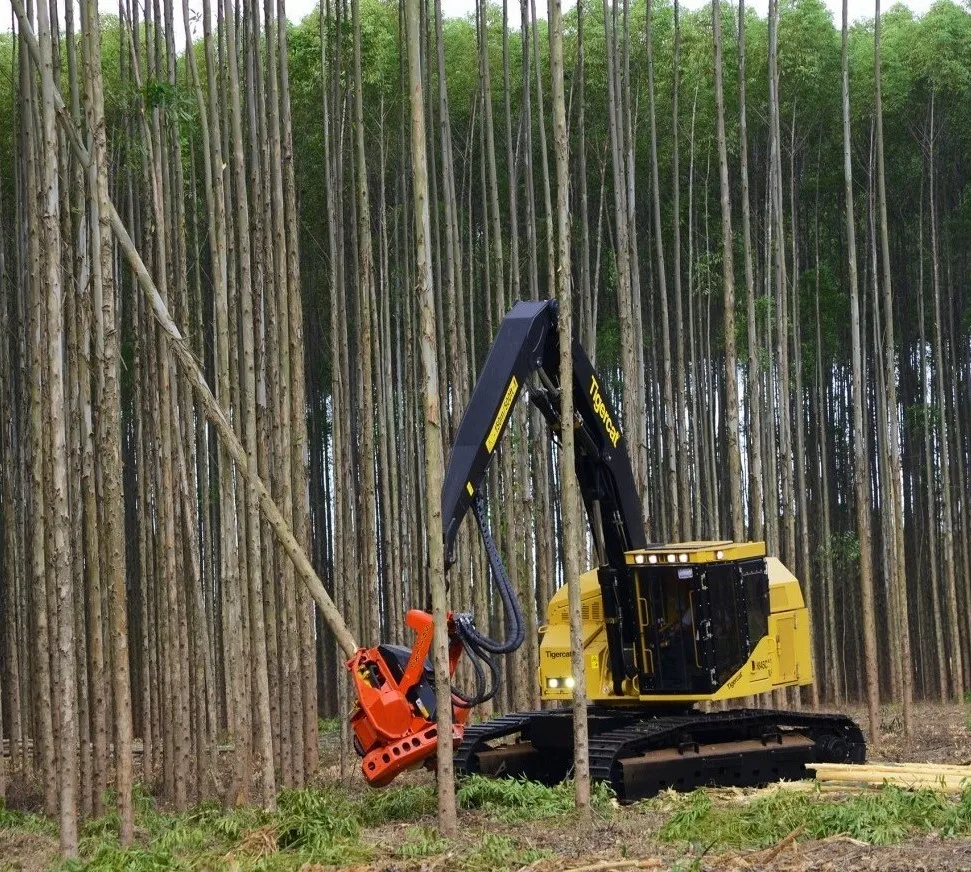 Хит продаж бревна эвкалипта деревянные