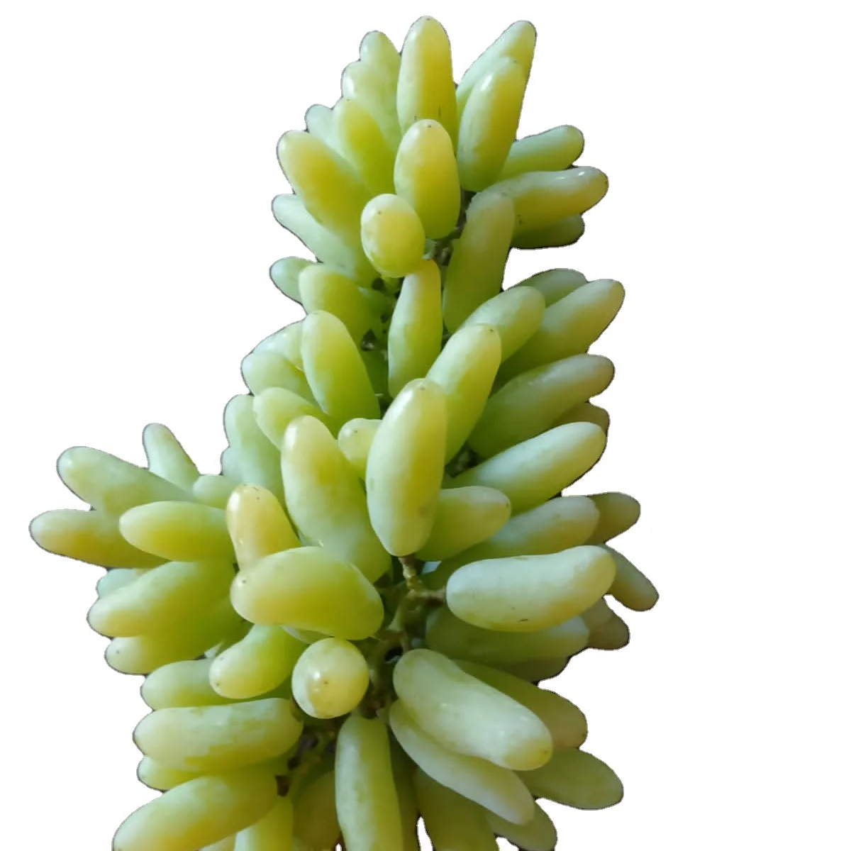 Premium quality super Sonaka grapes