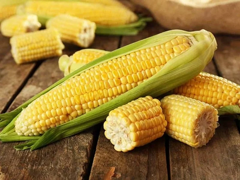 High quality Fresh vegetables and fruits AMERICAN CORN Cheap Price