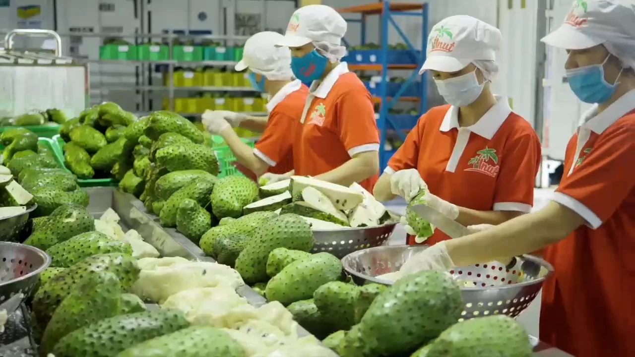 11 жидких унций VINUT холодного прессования Зеленый Сок (Лайм сельдерей огурец)