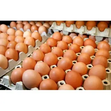 Edible Chicken Fresh Brown/ White Eggs