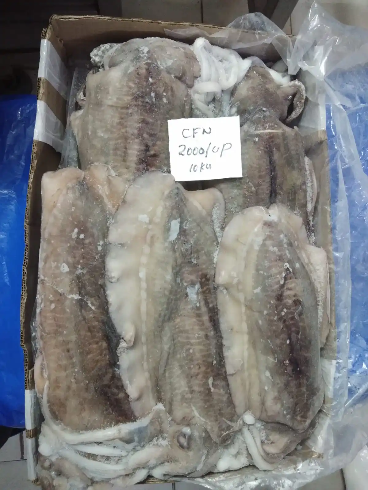 Block frozen cuttlefish whole from India