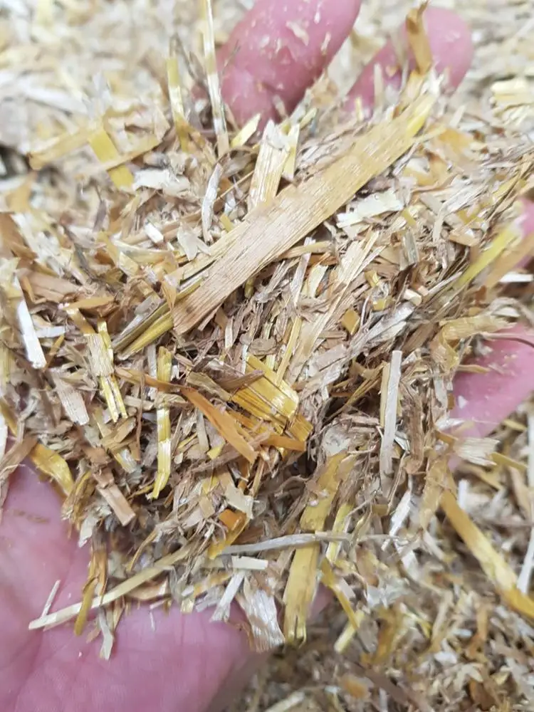 Wheat straw for animal feed