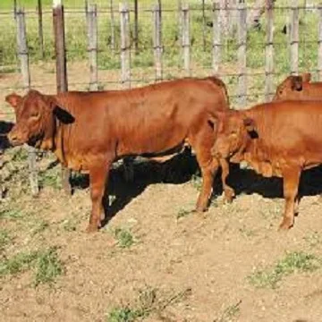 
Live Healthy Cattle 