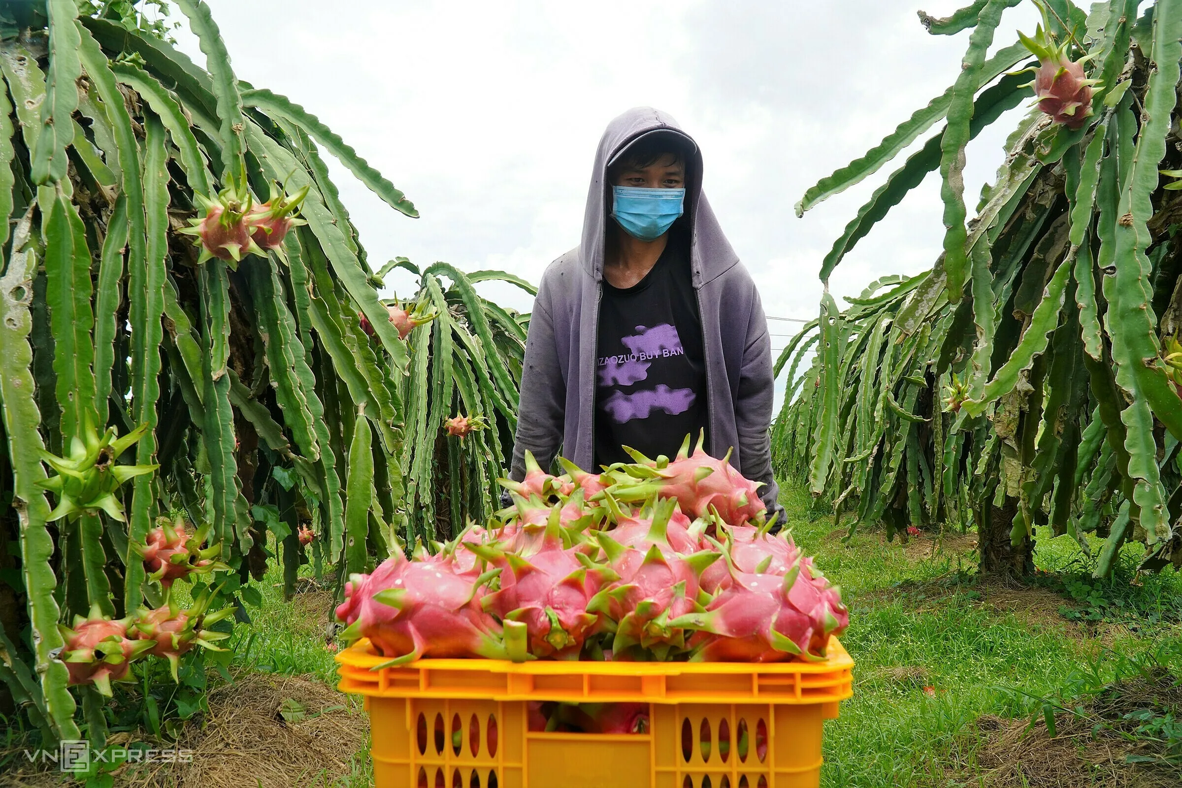 VIETNAM FRESH DRAGON FRUIT GREAT APPEARANCE FOR BUYER WHATSAPP WECHAT VIBER 0084326572671