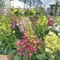 Nursery Wholesale Fresh Orchid Live Plant Thailand from TH;62